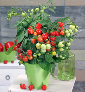 CHERRY RAJ�INY �HEARTBREAKER F1� 20-30 cm, kont. 0,3 l