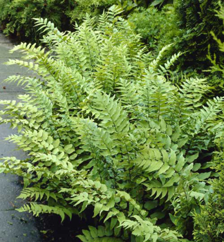 Cyrtomium fortunei �CLIVICOLA� 20-30 cm, kont. 1,7 l