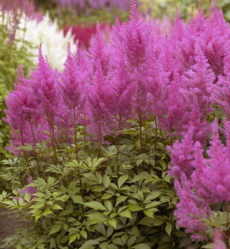 Astilba Arendsova �GLORIA PURPUREA�, kont. 1 l