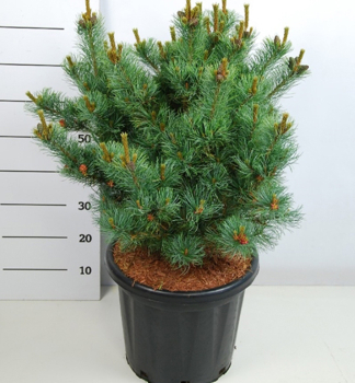 Borovica m�lokvet� �BERGMAN� 30-40 cm, kont. 7,5 l
