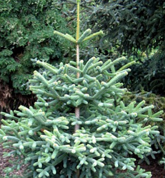 Jed�a vzne�en� �GLAUCA� 30-40 cm, kont. 7,5 l