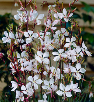 Gaura Lindheimerova �CORRIE�S GOLD� kont. 0,5 l