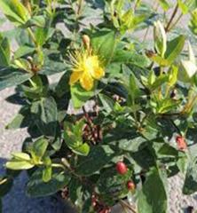 Obr�zok