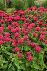 Monarda podvojn� �CAMBRIDGE SCARLET� kont. 0,5 l