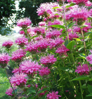 Monarda podvojn� �MARSHALL�S DELIGHT� kont. 0,5 l