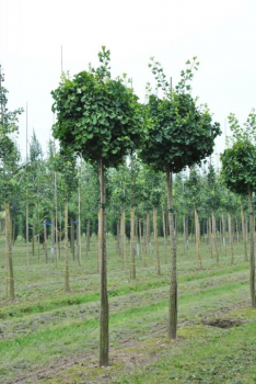 Ginko dvojlalo�n� �GLOBUS� na kmienku 180 cm, kont. 20 l