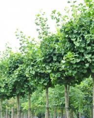 Obr�zok (2)