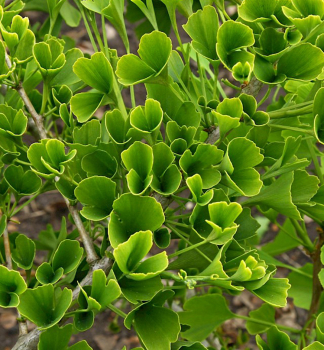 Ginko dvojlalo�n� �TUBIFOLIA� 100-110 cm, kont. 5 l