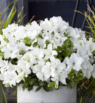 Azalka japonsk� �ENCORE� PURE WHITE� 20-30 cm, kont. 3 l