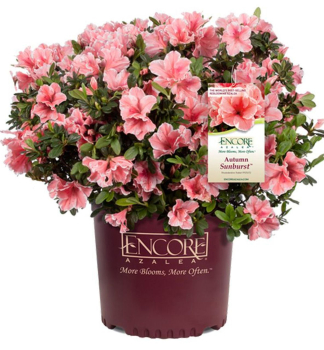 Azalka japonsk� �ENCORE� SUNBURST� 20-30 cm, kont. 3 l