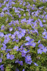 Pakost hybridn� �JOHNSON�S BLUE�, kont. 1,4 l