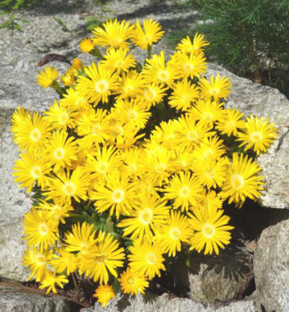 Delosperma congestum, kont. 0,5 l