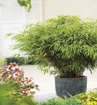 Bambus/ Fargesia angustisima 50-60 cm, kont. 2,5 l