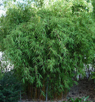 Bambus/ Fargesia jiuzhaigou �GENF� 50-60 cm, kont. 5 l