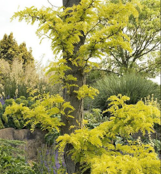 Gled��ia trojt��ov� (bezt��ov�) �SUNBURST� 200-230 cm, kont. 10 l