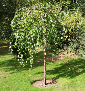 Breza �ierna �SUMMER CASCADE� na kmienku 180 cm, kont. 25 l