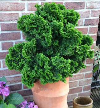 Cypru�tek tupolist� �NANA GRACILIS� 10-15 cm, kont. 2 l