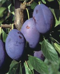 Obr�zok (1)