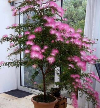 Kaliandra �DIXIE PINK� 40-50 cm, kont. 5 l