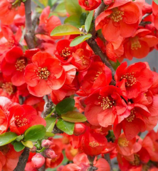 Dulovec japonsk� �TEXAS SCARLET� 40-50 cm, kont. 2,5 l
