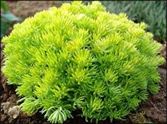 Obr�zok