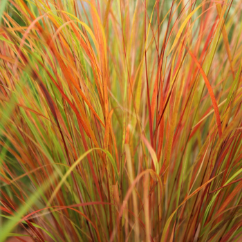 Kavy� - Stipa arundinacea, kont. 0,5 l