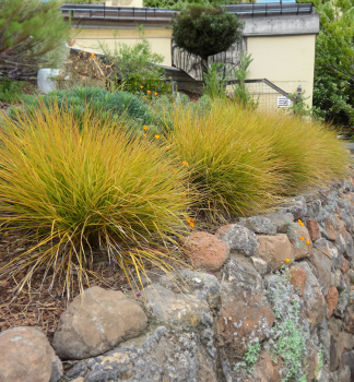 Kavy� - Stipa arundinacea, kont. 2 l