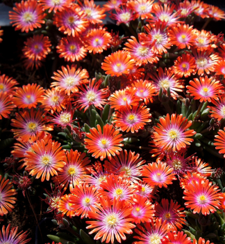 Delosperma �JEWEL OF DESERT SUNSTONE� kont. 0,5 l