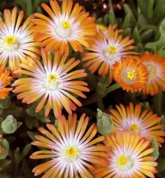 Delosperma �JEWEL OF DESERT TOPAZ�� kont. 0,5 l
