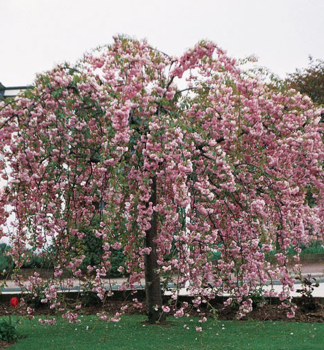 Okrasn� jablo� �CHEAL�S WEEPING� na kmienku 80 cm, kont. 5 l