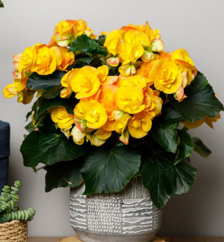 Beg�nia hybridn� �REVITA�, kont. 1 l