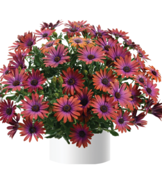 Osteospermum (africk� sedmokr�ska) �OSTICA BRONZE�, kont. 0,3 l