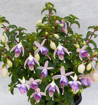 Fuksia vzpriamen� �JOLLIES MACON�, kont. 0,3 l