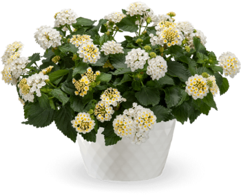 Lantana �TROPIC COCONUT��, kont. 0,3 l