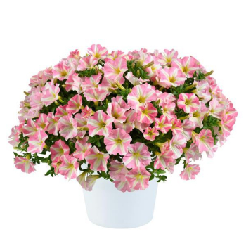 Pet�nia poloprevisnut� srdie�kovit� �AMORE�PRINCESS PINK�, kont. 0,3 l