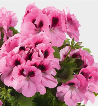 Pelarg�nia ve�kokvet�  �ARISTO�PINK�, kont. 0,3 l