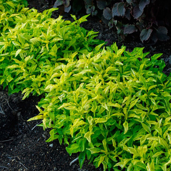 Plevunka �GREEN YELLOW�, kont. 0,3 l