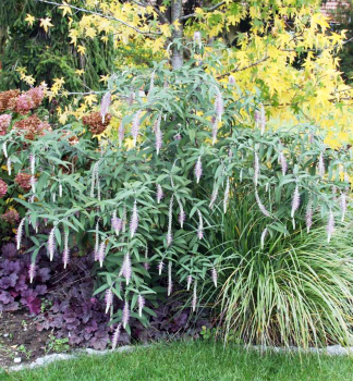 Rostrinucula dependens �HAPPY CASCADE� 80-90 cm, kont. 3,5 l