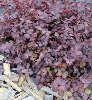 Plazilka ru�ov� �PURPUREA� kont. 0,5 l