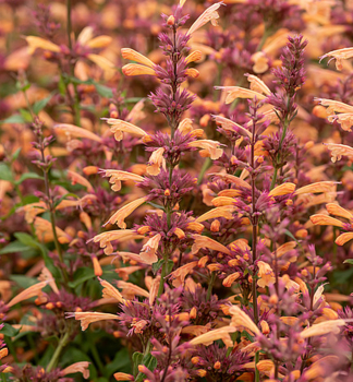 Agastache hybridn� �MANGO TANGO� kont. 0,5 l