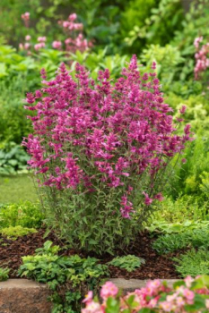 Agastache rugosa �ROSIE POSIE� kont. 0,5 l