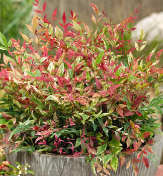 Nandina dom�ca �RED LIGHT� 20-30 cm, kont. 2 l