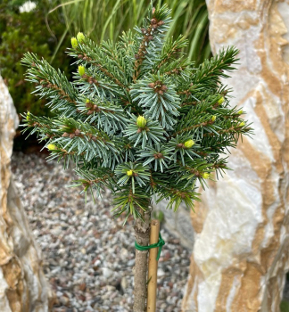 Smrek omorikov� �NANA� na kmienku 30 cm, kont. 5 l