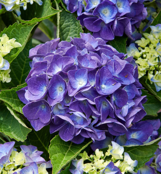 Hortenzia kalinolist� �JIP BLUE� 10-15 cm, kont. 4 l