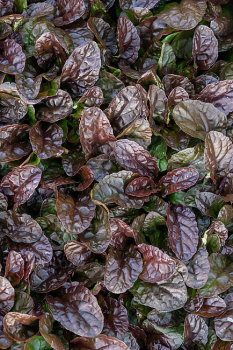 Zbehovec plaziv� �ATROPURPUREA� kont. 0,5 l