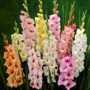 Me��k (Gladiolus) PASTEL MIX, 8 ks v balen�