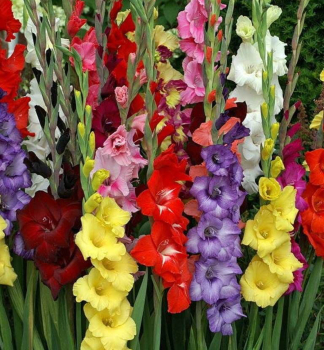 Me��k (Gladiolus) GRANDIFLORA MIX, 8ks v balen�
