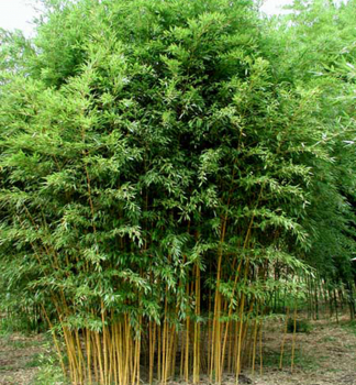 Bambus / Phyllostachys aureosulcata �AUREOCAULIS� 40-50 cm, kont. 2,5 l