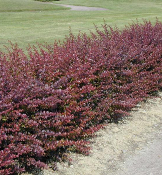 Dr�� Thunbergov �ATROPURPUREA� 20-30 cm, kont. 2 l