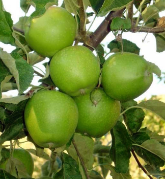Jablo� �GRANNY SMITH� podp. M9, vo�nok.